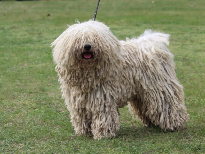 Perros Puli en venta
